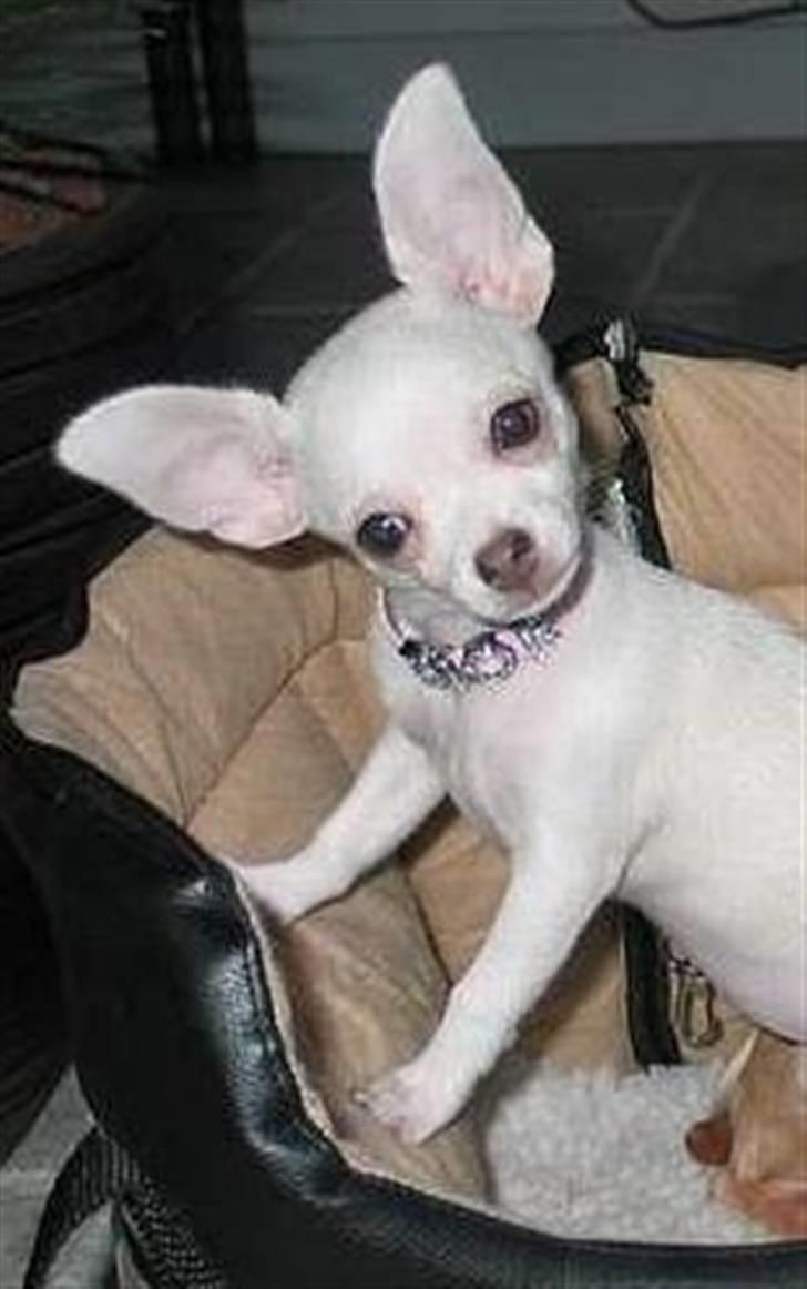 Chihuahua Zuie billede 4