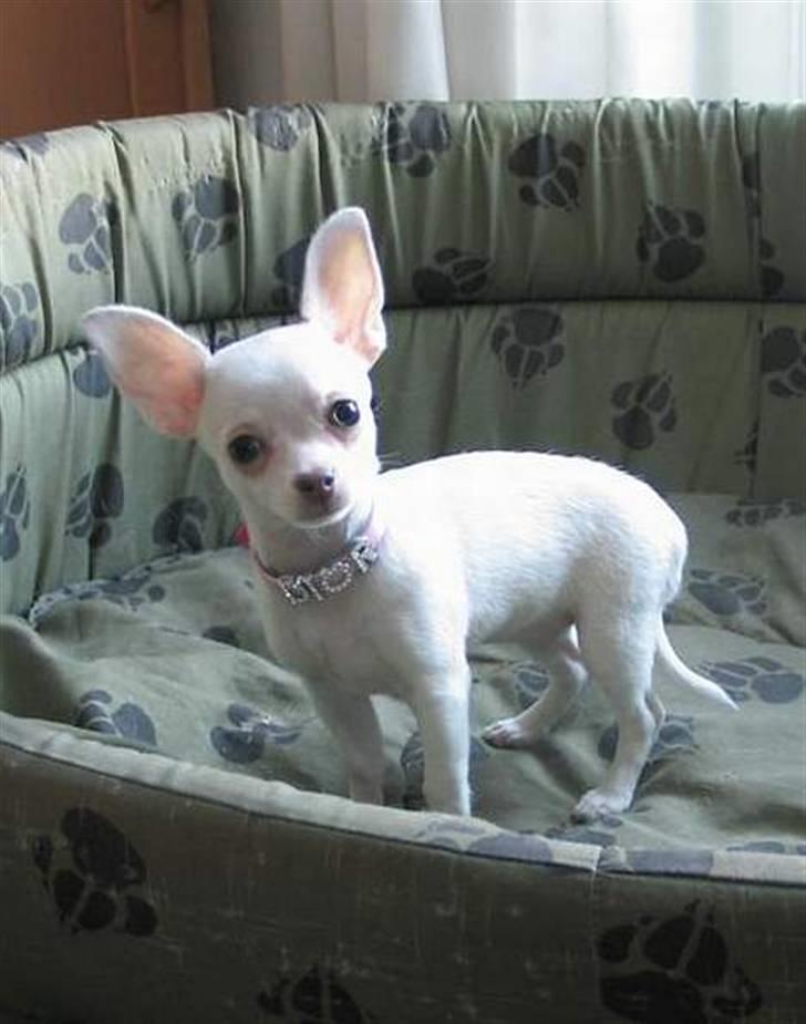 Chihuahua Zuie billede 5