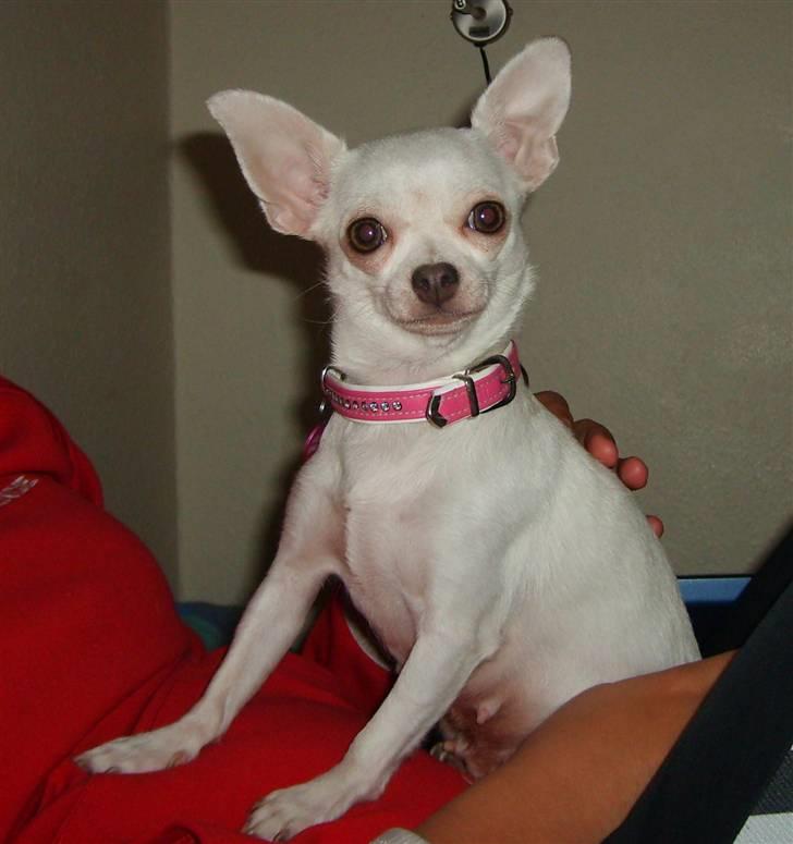 Chihuahua Zuie billede 6