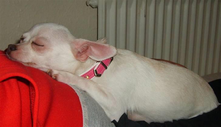 Chihuahua Zuie billede 7