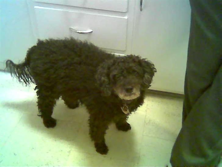 Blanding af racer Ingolf  *DØD* - Min dejlige skat savner diiq PISSE MEGA meget;( billede 1