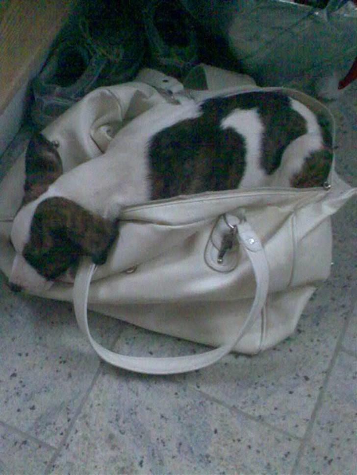 Blanding af racer Miami - En tur hos moster og onkel .. "Moar , vil godt hjem nu" , hun elsker den taske .  billede 4