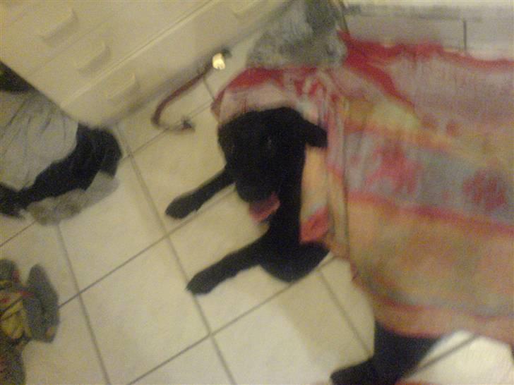 Labrador retriever Bonni - Lige vært i bad.. billede 9
