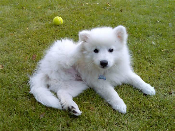 Japansk spids Waldo billede 1