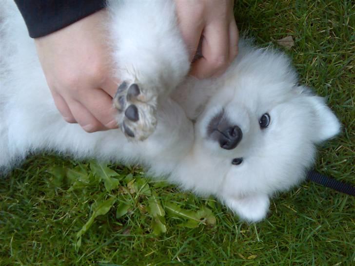 Japansk spids Waldo billede 2