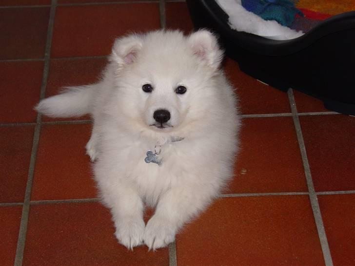 Japansk spids Waldo billede 3