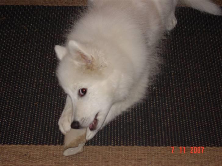 Japansk spids Waldo billede 4