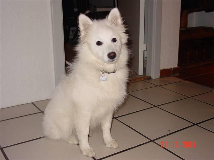 Japansk spids Waldo billede 5