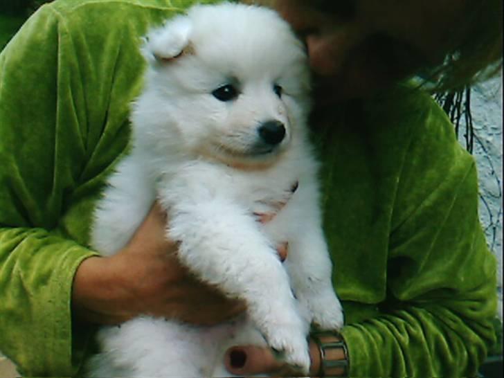 Japansk spids Waldo billede 6