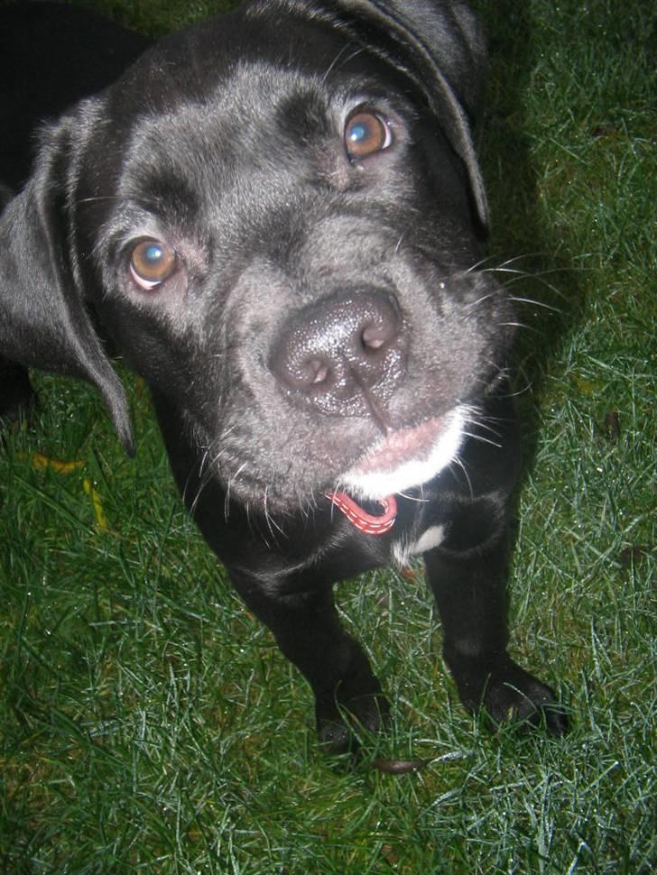 Blanding af racer Dipsi <3 aflivet ;( - nåår min lille baby <3 billede 13