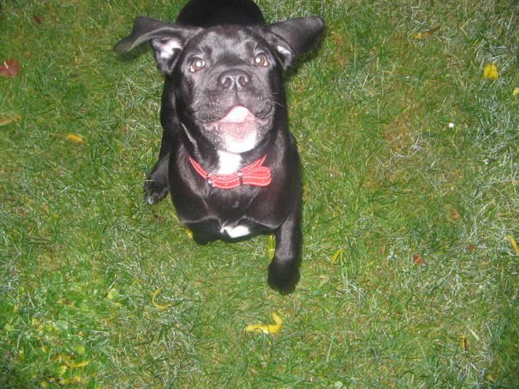 Blanding af racer Dipsi <3 aflivet ;( - sød :P billede 14