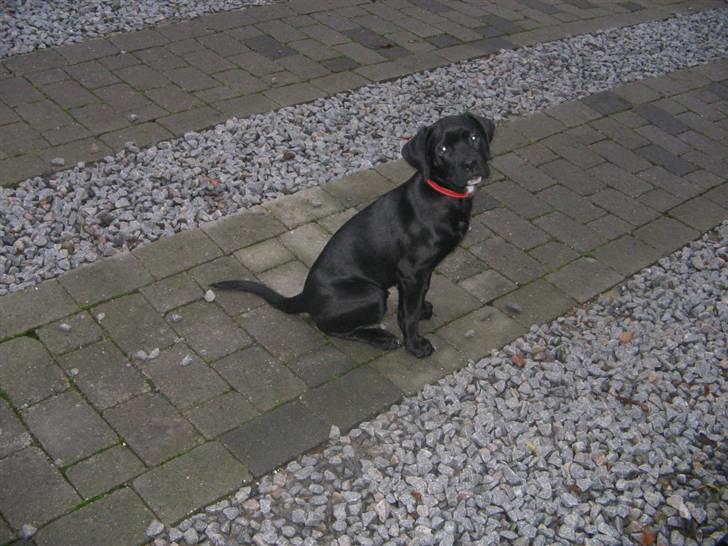 Blanding af racer Dipsi <3 aflivet ;( - ikk særlig gammel ;) meen meget sød hehe billede 16