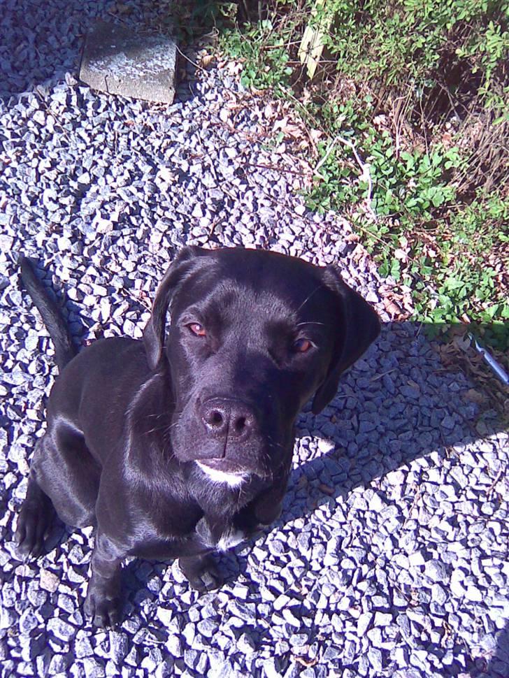 Blanding af racer Dipsi <3 aflivet ;( billede 17