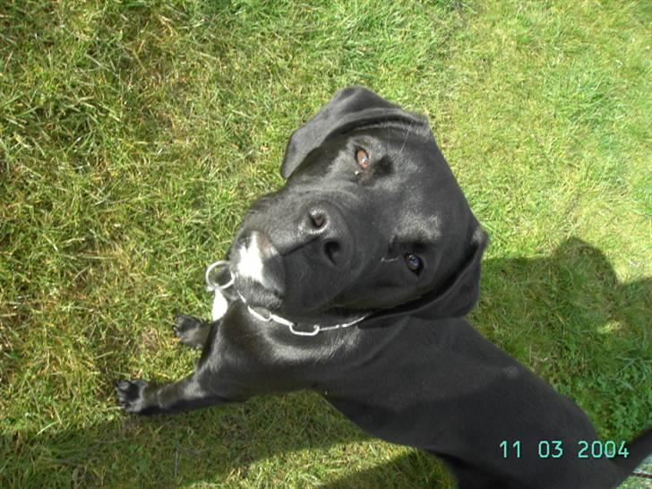 Blanding af racer Dipsi <3 aflivet ;( - dipsi som 6 måneder gammel.. billede 19