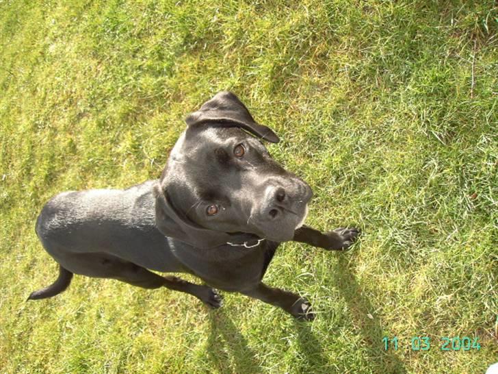 Blanding af racer Dipsi <3 aflivet ;( - dipsi som 6 måneder gammel.. billede 20