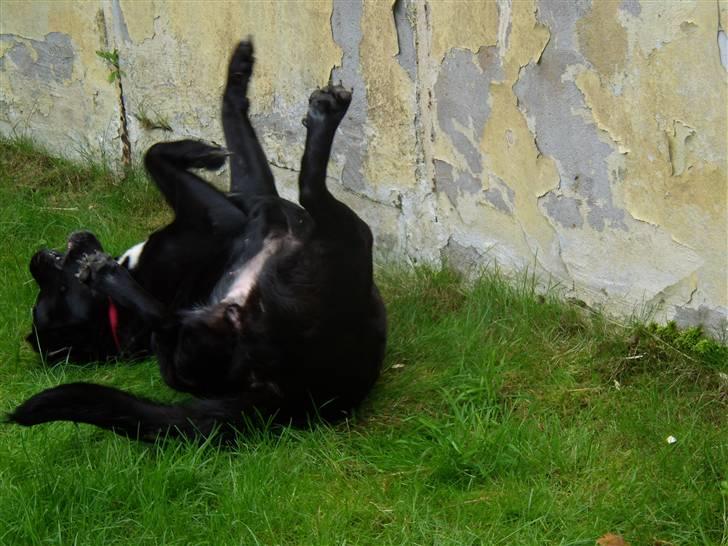 Blanding af racer muffie - dejligt at være i haven ss billede 11