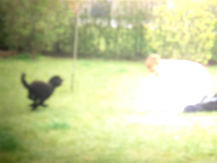 Blanding af racer Ingolf  *DØD* - Se lige hvordan den lille vovse løber heeh:D billede 6