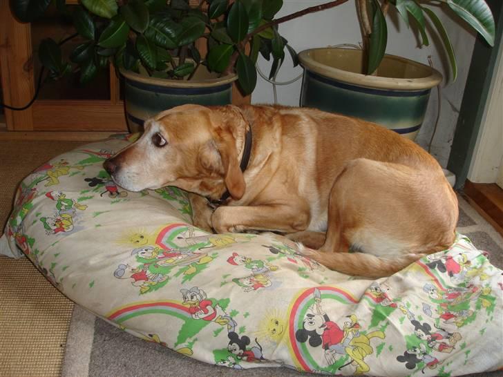 Blanding af racer Lady - Velkommen til Lady´s Profil billede 1