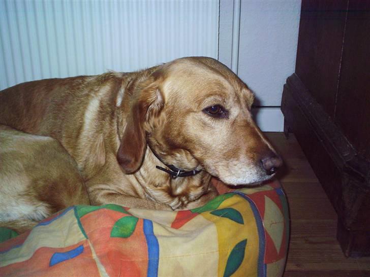 Blanding af racer Lady - Lady billede 2