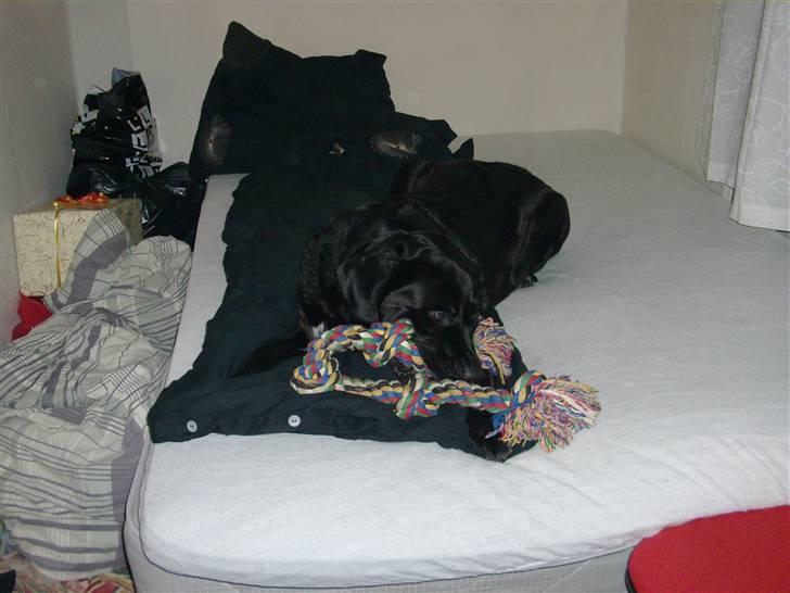 Blanding af racer muffie - mormors seng er best at ligge i selvom det er lidt  forbudt ss billede 12