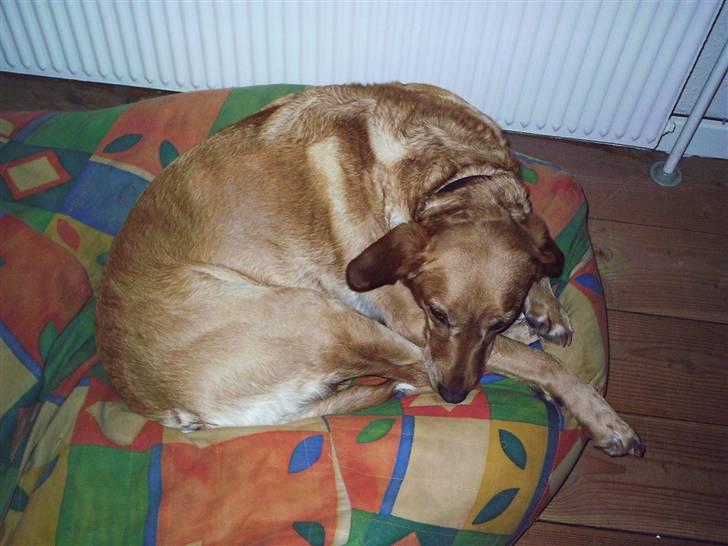 Blanding af racer Lady - <3 billede 3