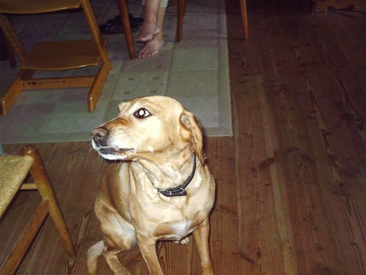 Blanding af racer Lady - <3 billede 5