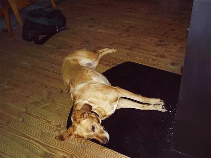 Blanding af racer Lady - ZZzzz billede 6