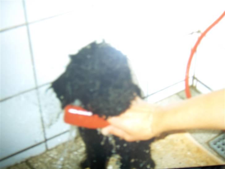Blanding af racer Ingolf  *DØD* - Der bliver den lille hund vasket...:D hvor er han søøøød...:D billede 9
