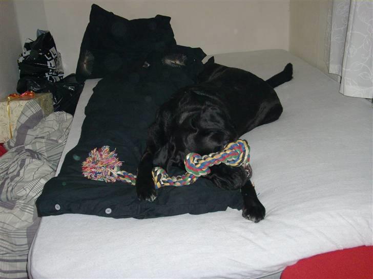 Blanding af racer muffie billede 13