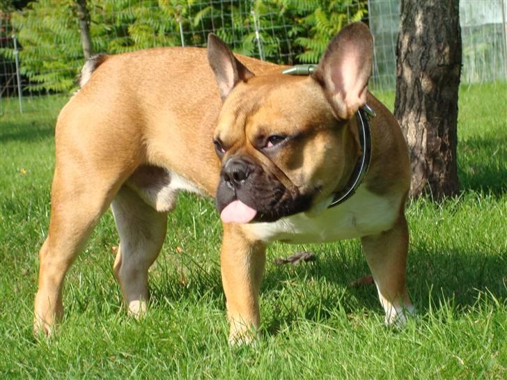 Fransk bulldog Hector - Hector ude i haven (ca. 1½ år) billede 2