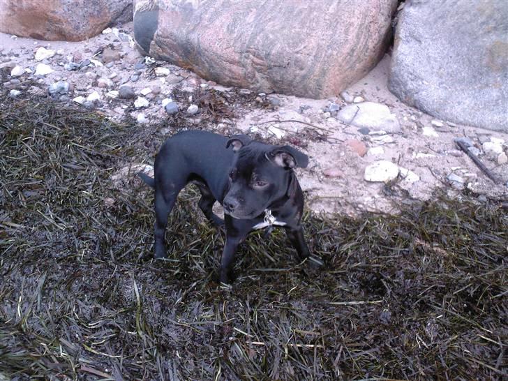 Staffordshire bull terrier Sif - (Sif 6 md)  svaner?? de siger noget.. ahh gider ikke løbe ud, det er for koldt og får våde poter... styrer bare tingene her fra.. :-I billede 4