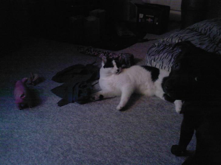 Staffordshire bull terrier Sif - (Sif 6 md)   "mor" han har taget min plads, og han gider ikke lege med mig... "grynt" hmmm  jeg vil så gerne.. jamen jamen billede 5