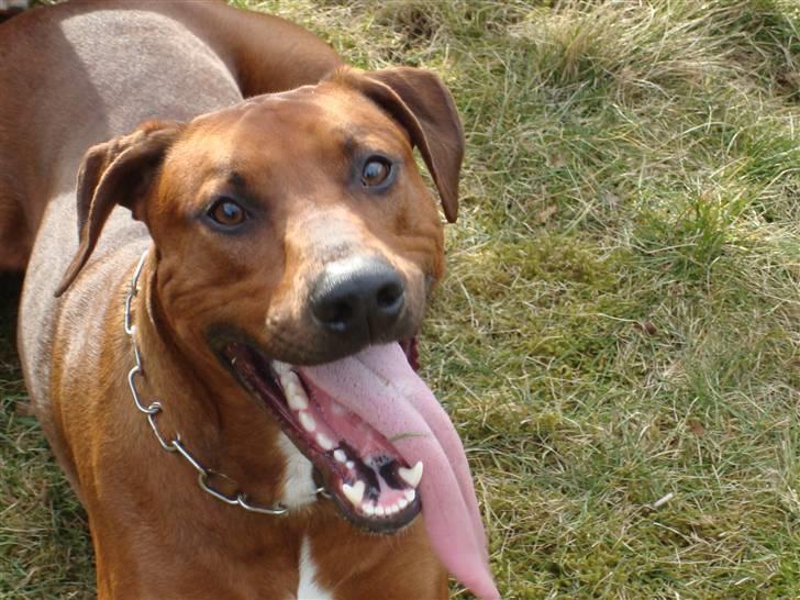 Blanding af racer Kenzo (Dobermann/Amstaff) [Himmelhund] - Meget træt efter en omgang leg (2 år) billede 5