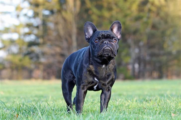 Fransk bulldog Maggie - Taget af Alex billede 3