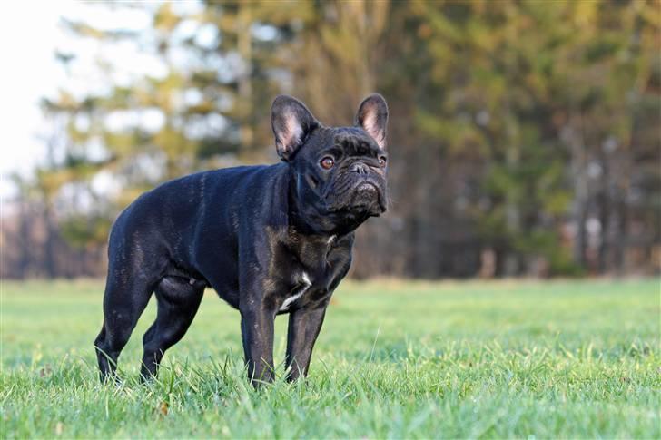 Fransk bulldog Maggie - Taget af Alex billede 4