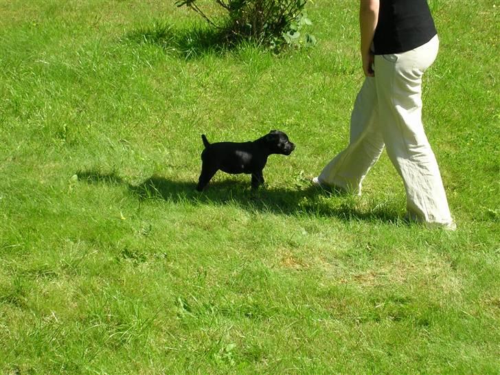 Staffordshire bull terrier Sif - Sif ca 10 uger gammel..  billede 6