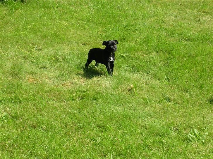Staffordshire bull terrier Sif - (Sif ca 10 uger) min græsplæne, sommer det er dejligt :-) billede 7