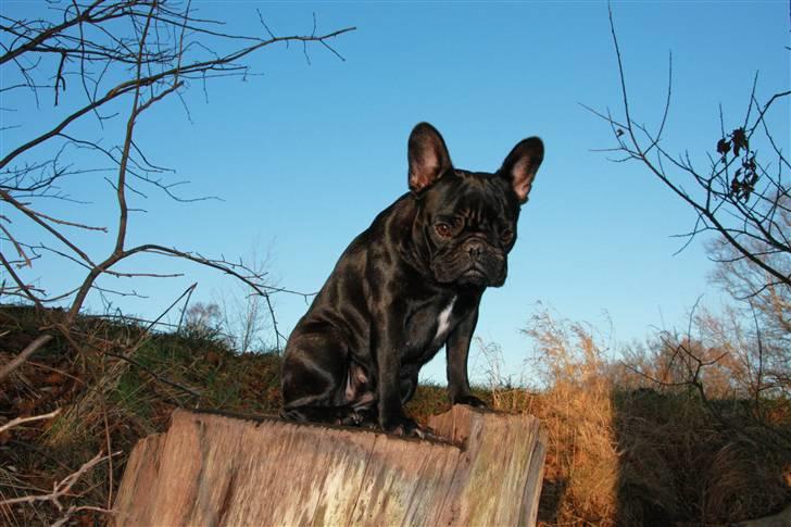 Fransk bulldog Maggie - Taget af Alex billede 8