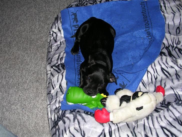 Staffordshire bull terrier Sif - (Sif 11 uger)  min krokodille... :-) billede 8