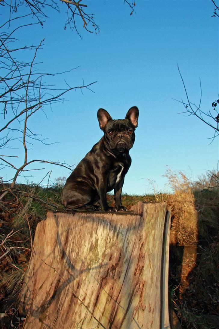 Fransk bulldog Maggie - Taget af Alex billede 9