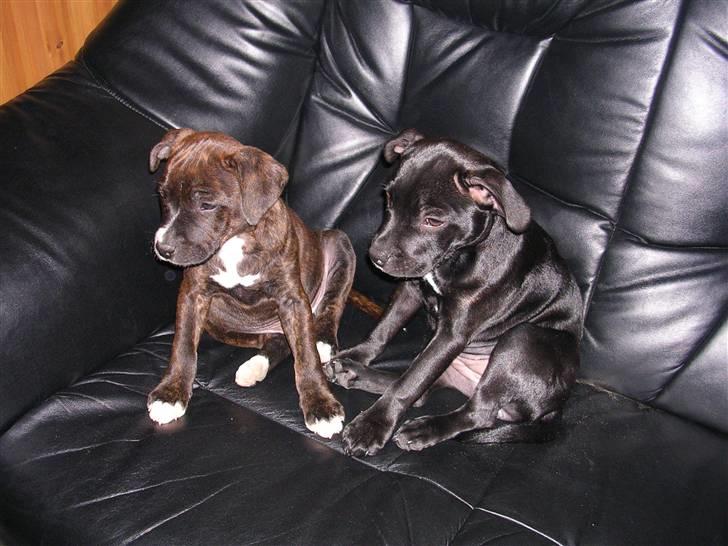 Staffordshire bull terrier Sif - (Sif og Louie, som også har en profil her inde) vi er gode venner hvad har du i hånden?? en godbid ??  billede 9