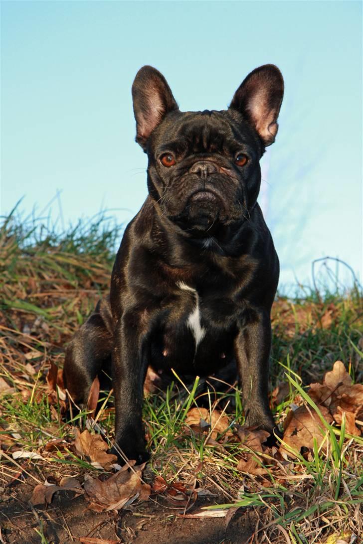 Fransk bulldog Maggie - Taget af Alex billede 10