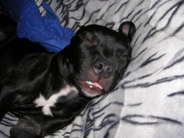 Staffordshire bull terrier Sif -  nat nat.... SNORK... billede 10