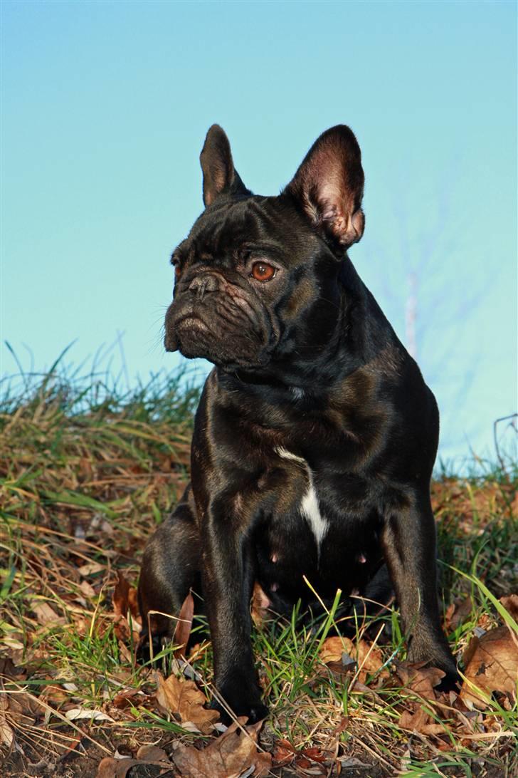 Fransk bulldog Maggie - Taget af Alex billede 11