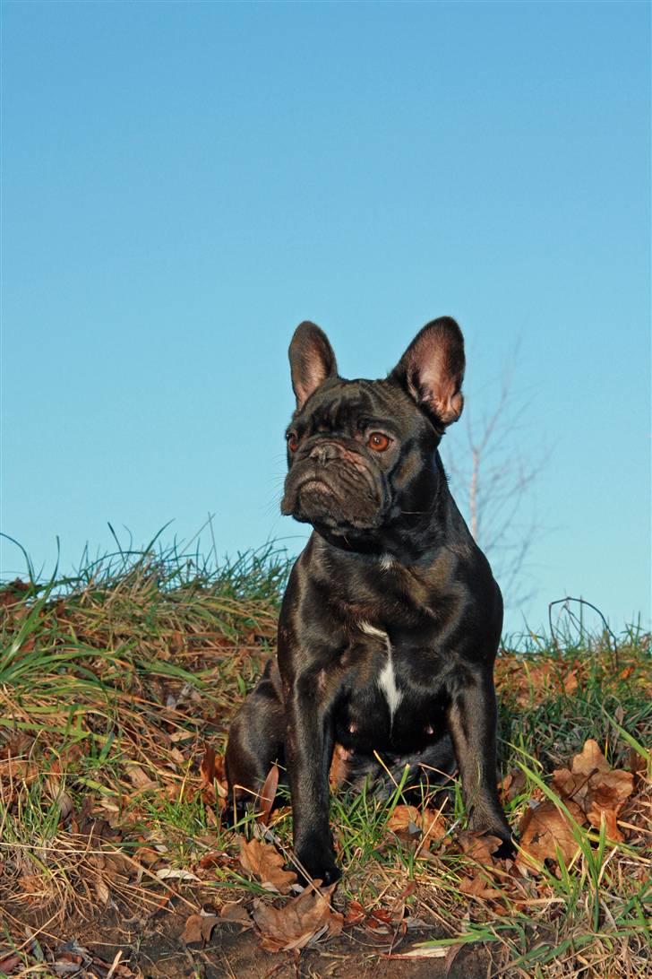 Fransk bulldog Maggie - Taget af Alex billede 12