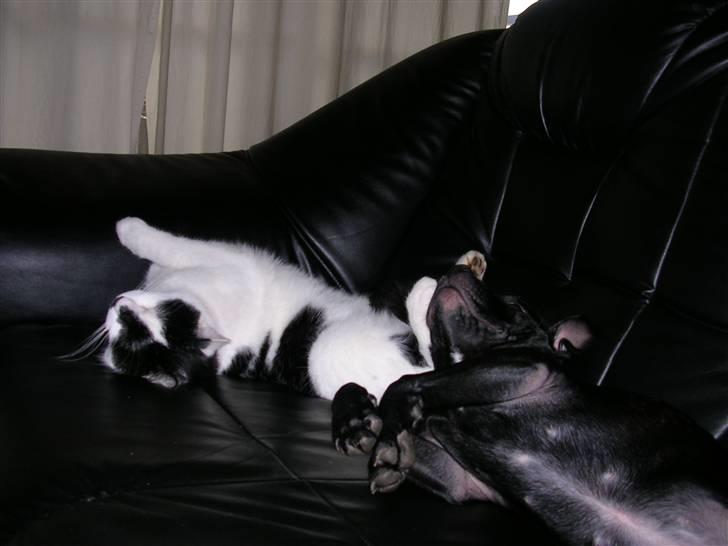 Staffordshire bull terrier Sif - jeg vil meget gerne putte med dig :-) billede 11