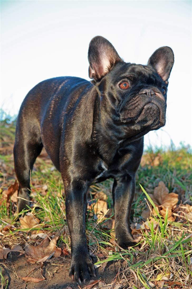 Fransk bulldog Maggie - Taget af Alex billede 13
