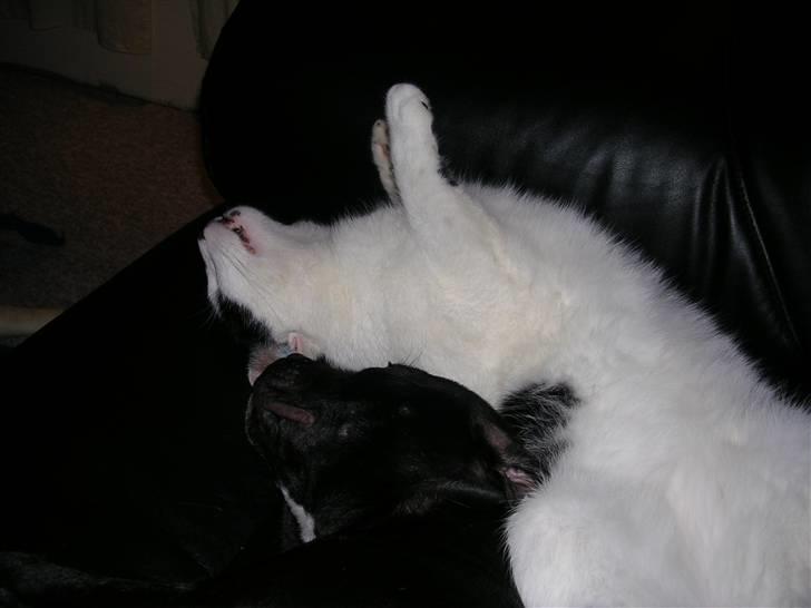 Staffordshire bull terrier Sif - er lige krøbet lidt tættere på, nu putter vi rigtigt...  billede 12