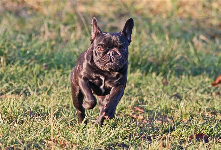 Fransk bulldog Maggie - Taget af Alex billede 19