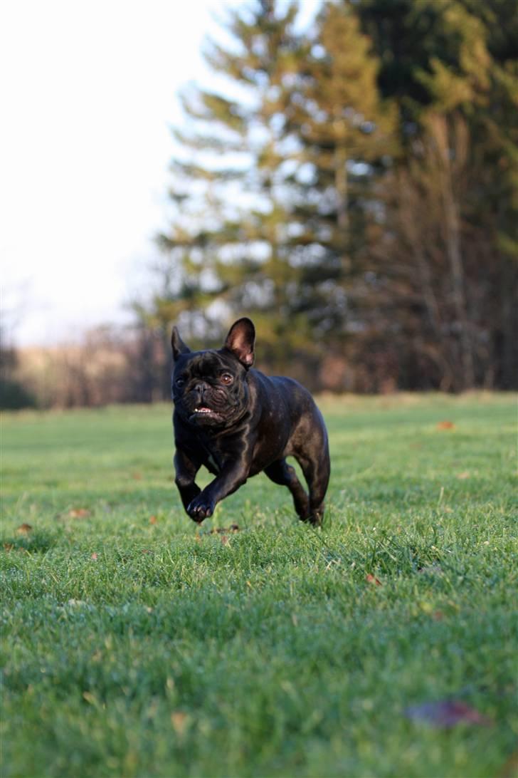 Fransk bulldog Maggie - Taget af Alex billede 20